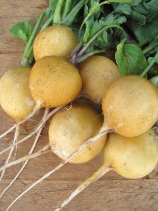 Picture of Radish Zlata Yellow
